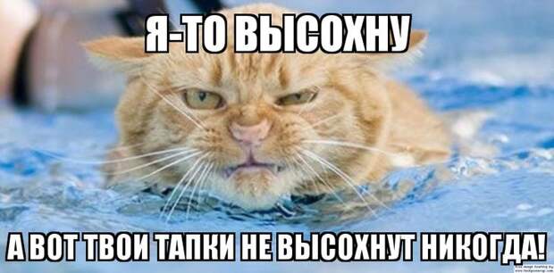 Эти животные умело кидают предъявы Эти животные умело кидают предъявы животные, мемы, прикол, угроза