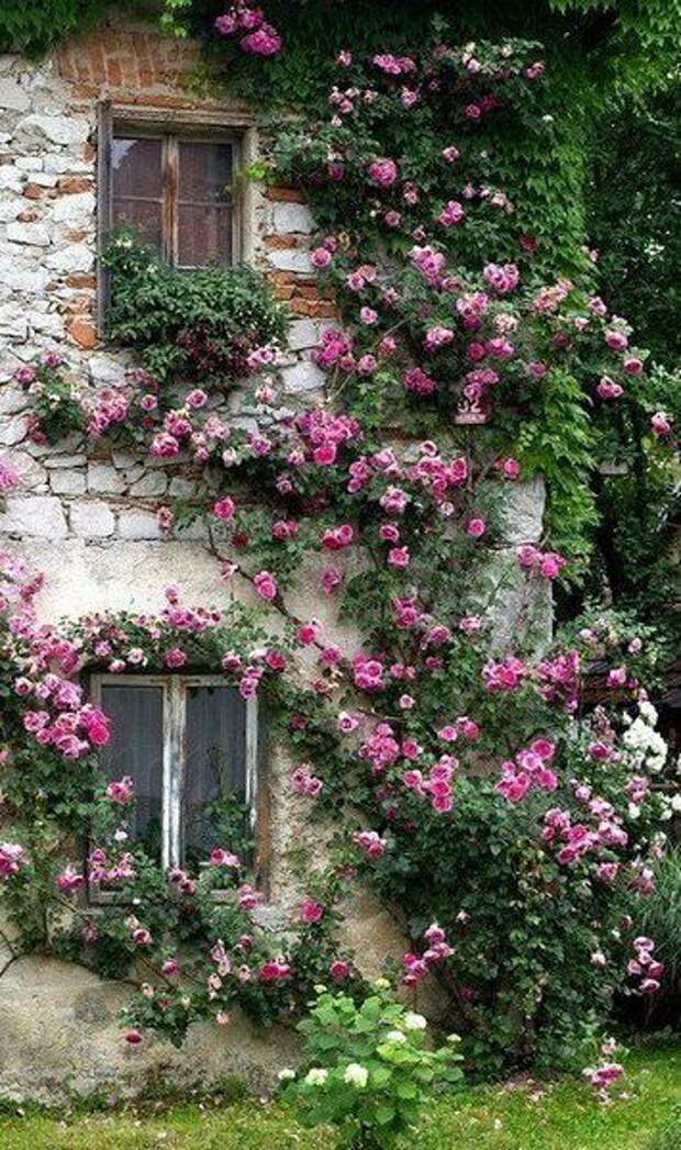 Плетистая роза на стене дома