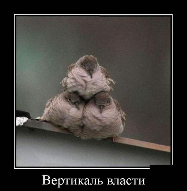 Демотиваторы (30 фото) Демотиваторы (30 фото)