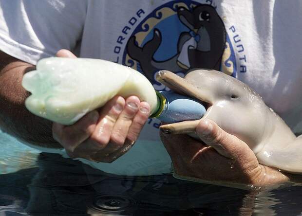 dolphins13 dolphins13 Самые удивительные факты о дельфинах