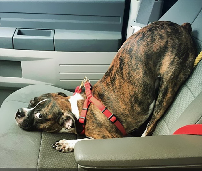 funny-tumblr-dogs-99-581__700