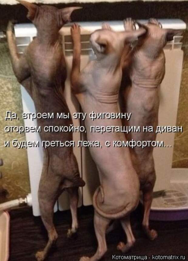 Лучшие котоматрицы недели (50 фото)