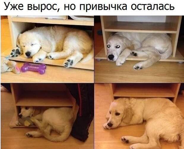 Юмор из интернета 254