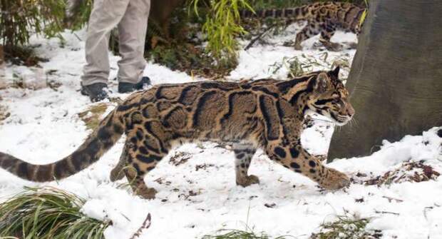 Дымчатый леопард ловит снежки   зима, снежки, леопард, интересное