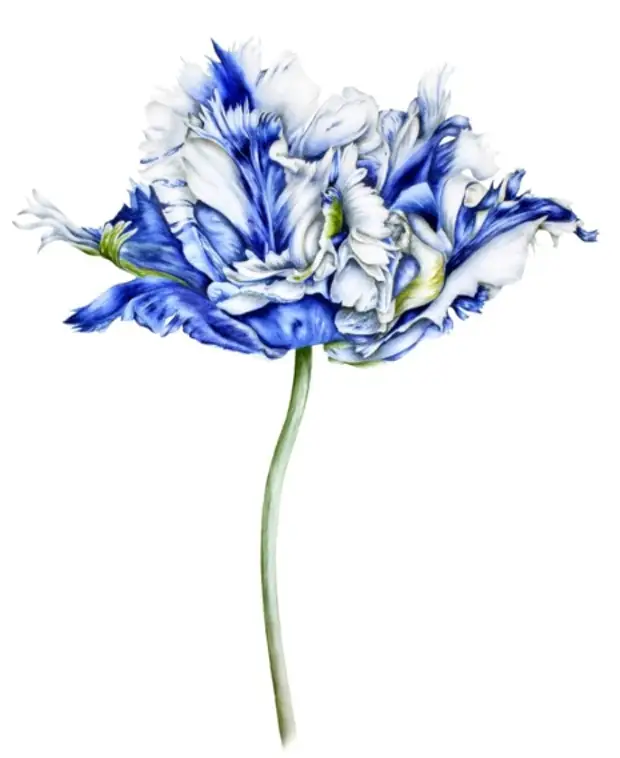 �������� Marie Burke. ��������� ��������