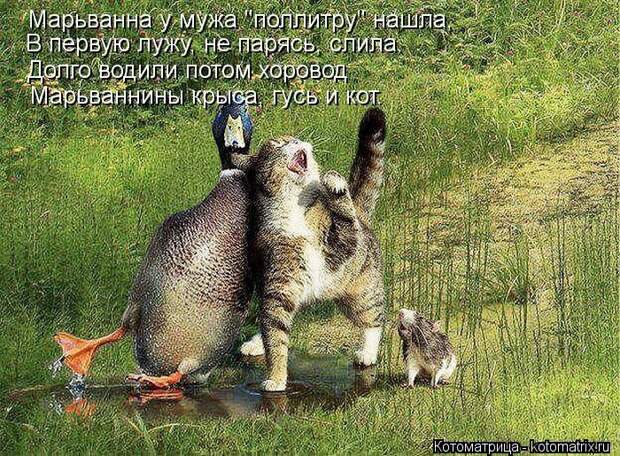 Лучшие котоматрицы недели Лучшие котоматрицы недели