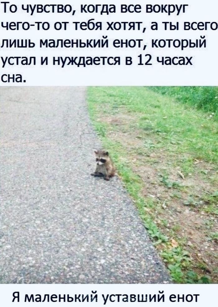 Мы все маленькие енотики Мы все маленькие енотики
