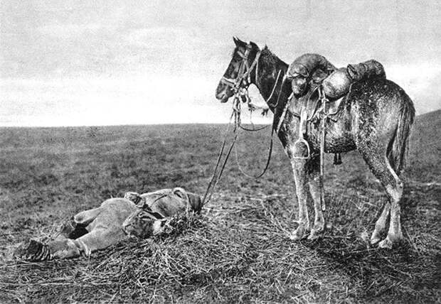Животные в годы Первой Мировой войны война, животные