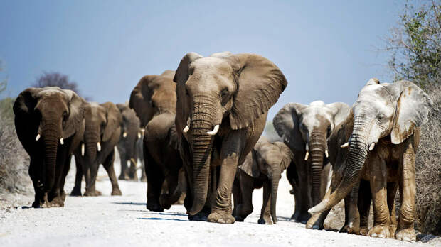 Стадо слонов затоптало охотника-миллионера из США