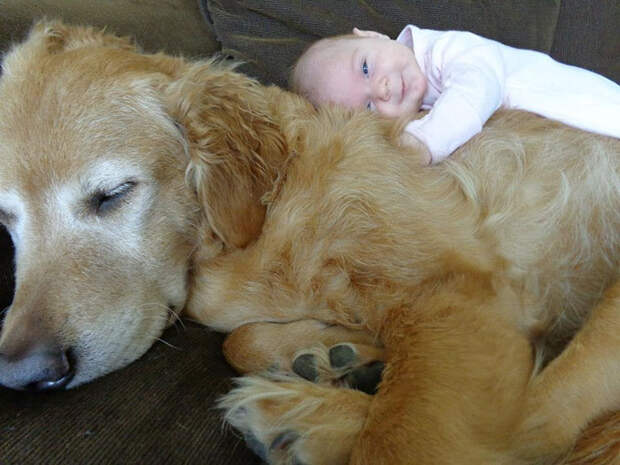 dogs-and-babies-7