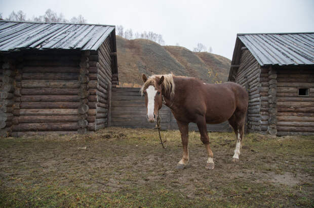 Кони совершили загадочный побег в Подмосковье