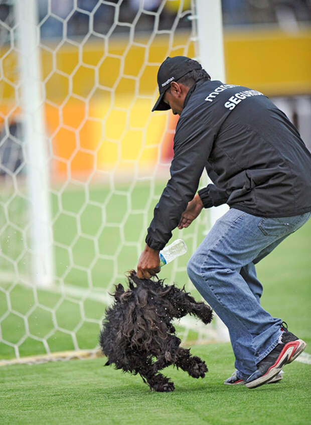 Стюард ловит собаку во время матча Эквадора и Венесуэлы в отборочном цикле ЧМ-2014, 7 октября 2011 года