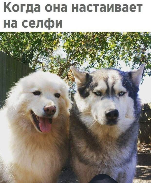 Новые фотомемы на Бугаге (23 шт)