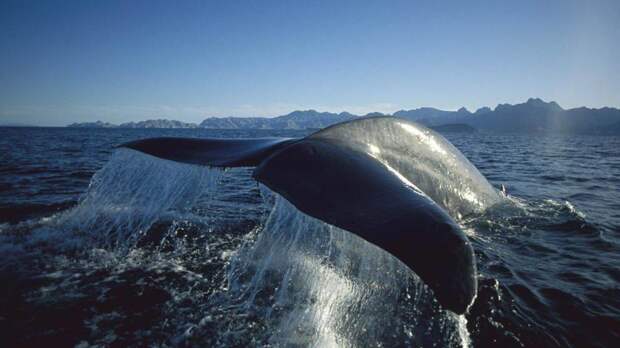 blue-whale-guitar