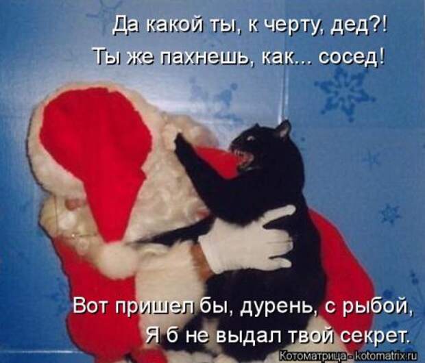 1451492500_kotomatritsa_rr