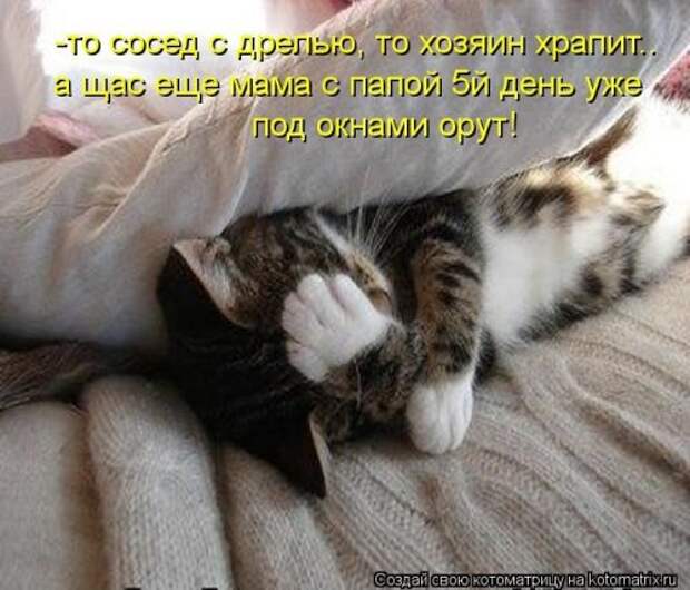 Лучшие котоматрицы недели (28 шт)