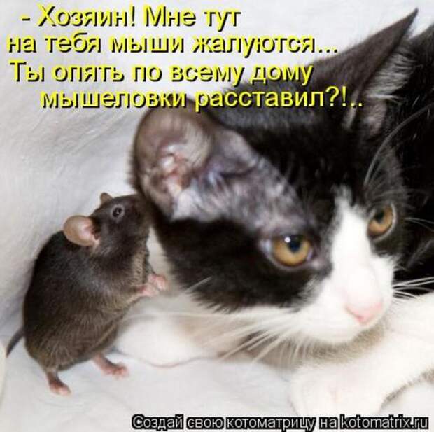 Котоматрицы(картинки с надписями)