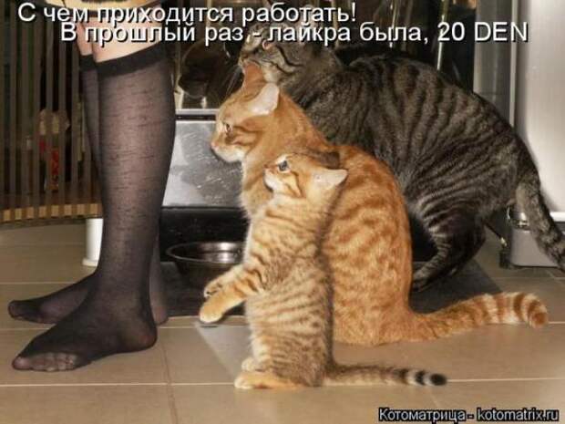 Котоматрицы (картинки с надписями)