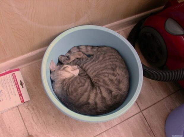 Коты в жидкой форме