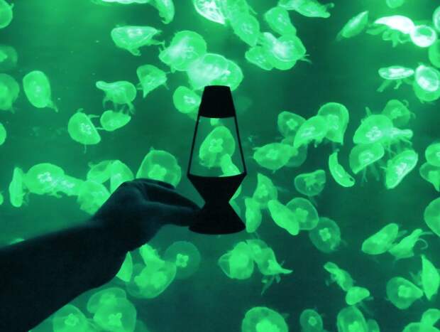 Ocean_Park_Aquarium_HongKong-577d05c55e6f2__880