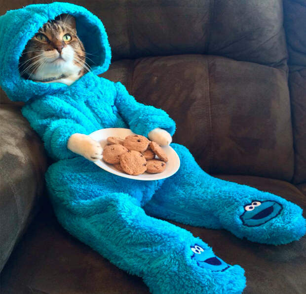 кот на диване в одежде с печеньками
