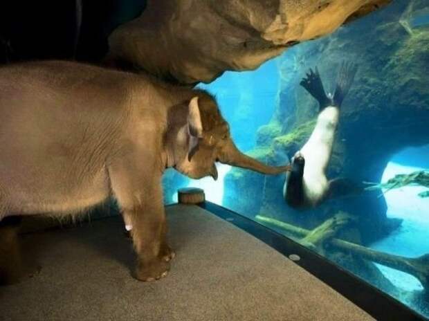 Сотрудники зоопарка в Орегоне устроили экскурсию для слонихи. Морские львы ей понравились больше всех доброта, забота, настроение, фото