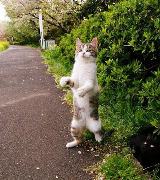 Котики