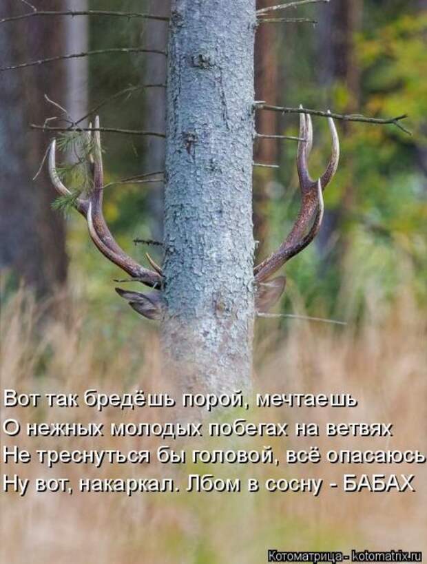 Лучшие котоматрицы недели (50 фото)