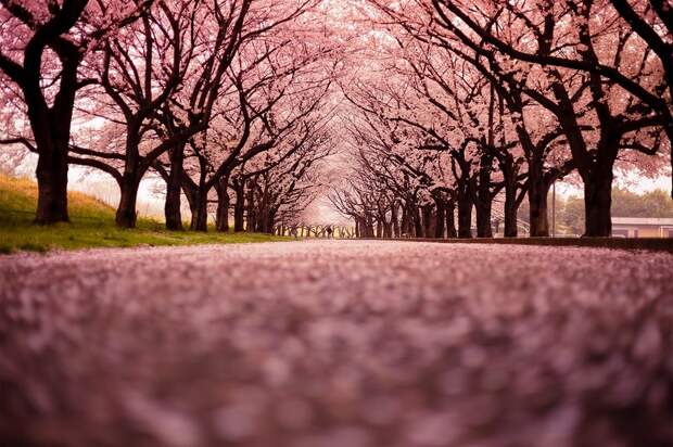 Cherry Blossom