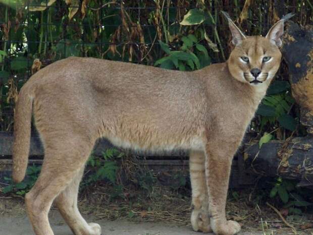 Каракал, или степная рысь (лат. Caracal caracal)