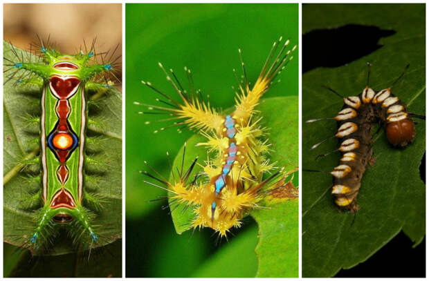 Восторг и ужас в одном маленьком существе гусеницы, красота, насекомые, удивительное, фауна