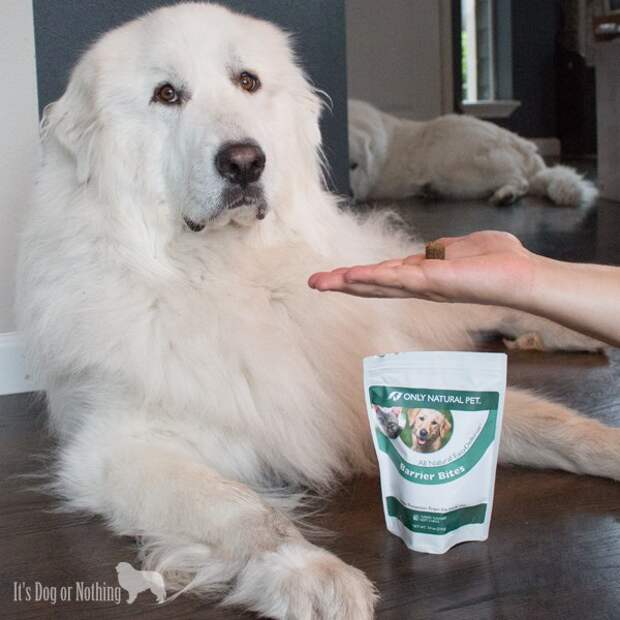 Fleas and ticks are a problem no matter where you live. Skip the chemicals and protect your dog from pests using the natural EasyDefense from Only Natural Pet.