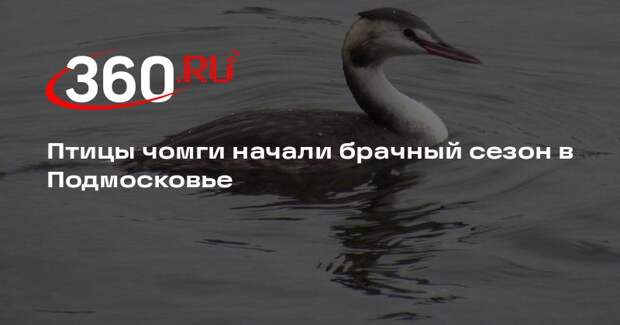 Птицы чомги начали брачный сезон в Подмосковье