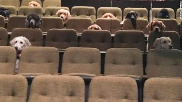 Канадских служебных собак отправили смотреть мюзикл