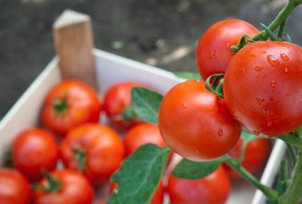 Как хранить помидоры в домашних условиях