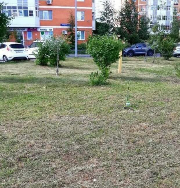 На Дмитровском коммунальщики покосили траву