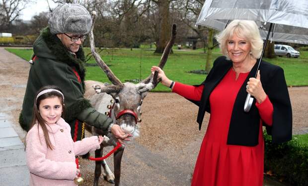 Рождественский обед, елка и знакомство с оленями: герцогиня Камилла пригласила в Кларенс-хаус детей с особенностями развития