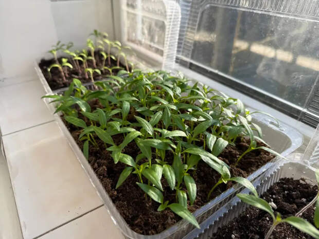 Пузырек йода заменил полку стимуляторов: через 10 дней рассада стала приземистой и темно-зеленой