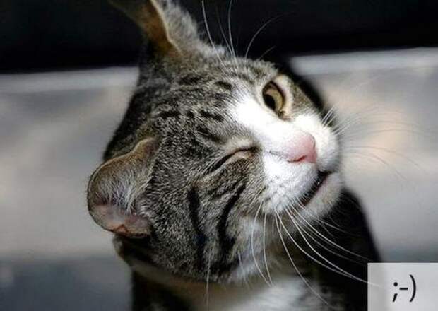 Котоэмоции