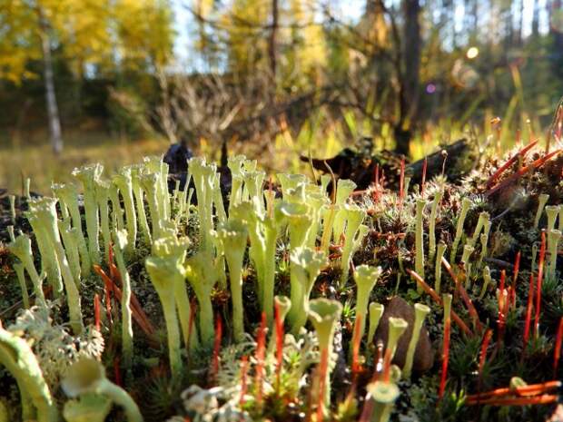 вот такой необычный мох  грибы, листва, осень, природа, прогулка, сделай сам