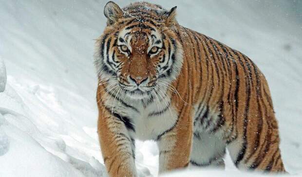 Браконьеров, продававших кости амурского тигра, задержали в Приморье