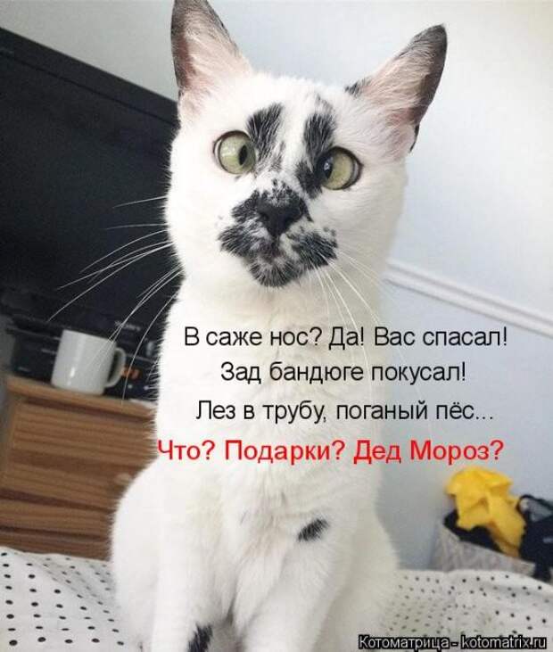 Лучшие котоматрицы недели (50 фото)
