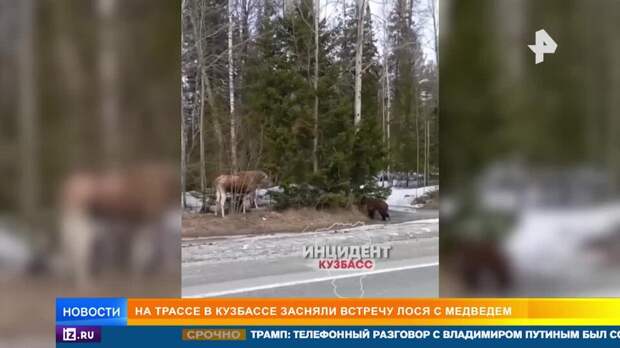 Схватку лося с медведем засняли на трассе в Кузбассе