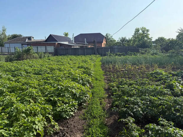 Всего 2 ложки при высадке — и про уродливую гниль на помидорах можно забыть: метод агронома Давыдовой