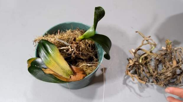 Возрождение умирающей орхидеи