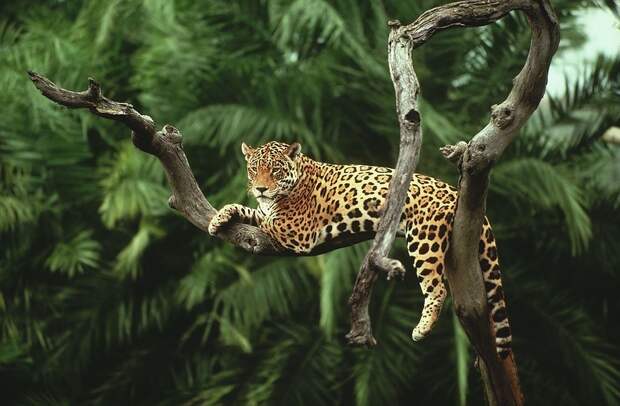 Amazonas07 Amazonas07 Большое фотопутешествие по лесам Амазонки
