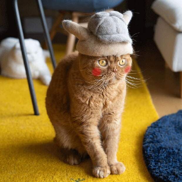 11 милых фото котиков в крутых шапочках, которые хозяин делает из их шерсти