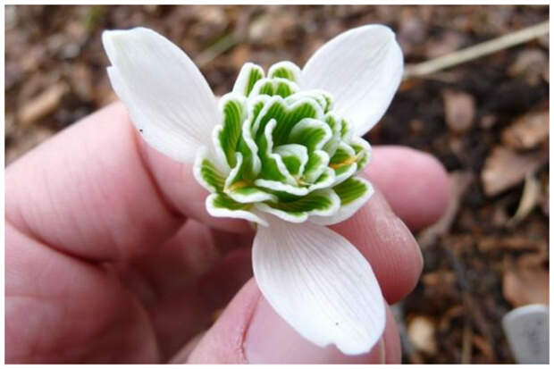Махровый гибрид подснежника складчатого "Ophelia" отличается более мелкими внутренними лепестками и высотой цветка, достигающей 25-ти см. интересное, подснежники, сорта, факты