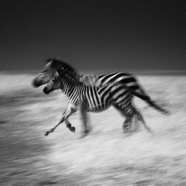 черно белые фотографии африканской дикой природы (15)
