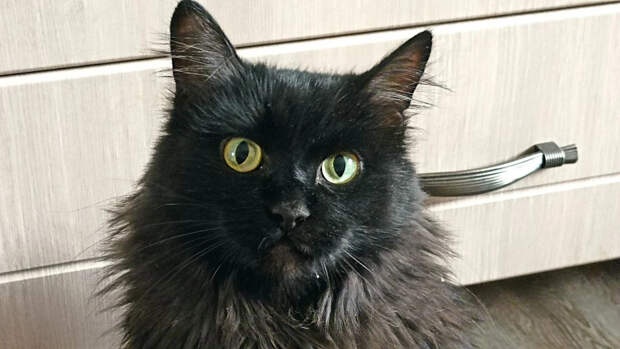 Священник раскрыл, можно ли молиться в церкви за домашних животных